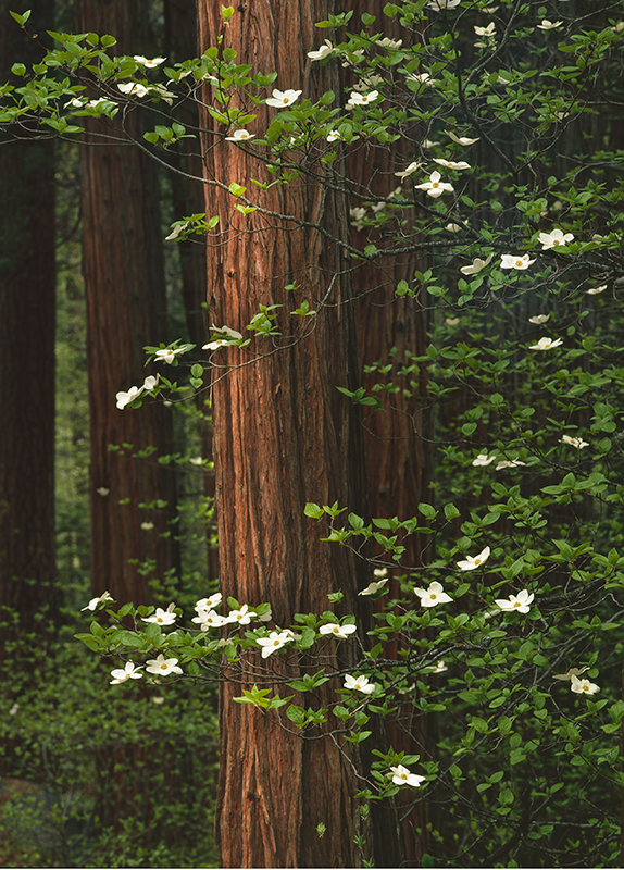 dogwood-in-redwoods