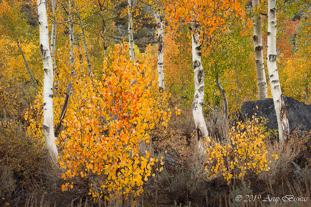 Autumn Symphony