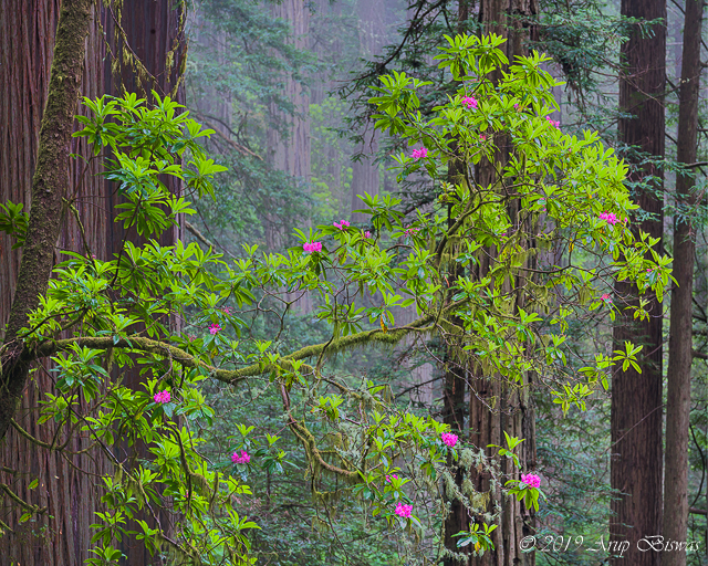 Rhododendron in Redwoods, Redwoods NP