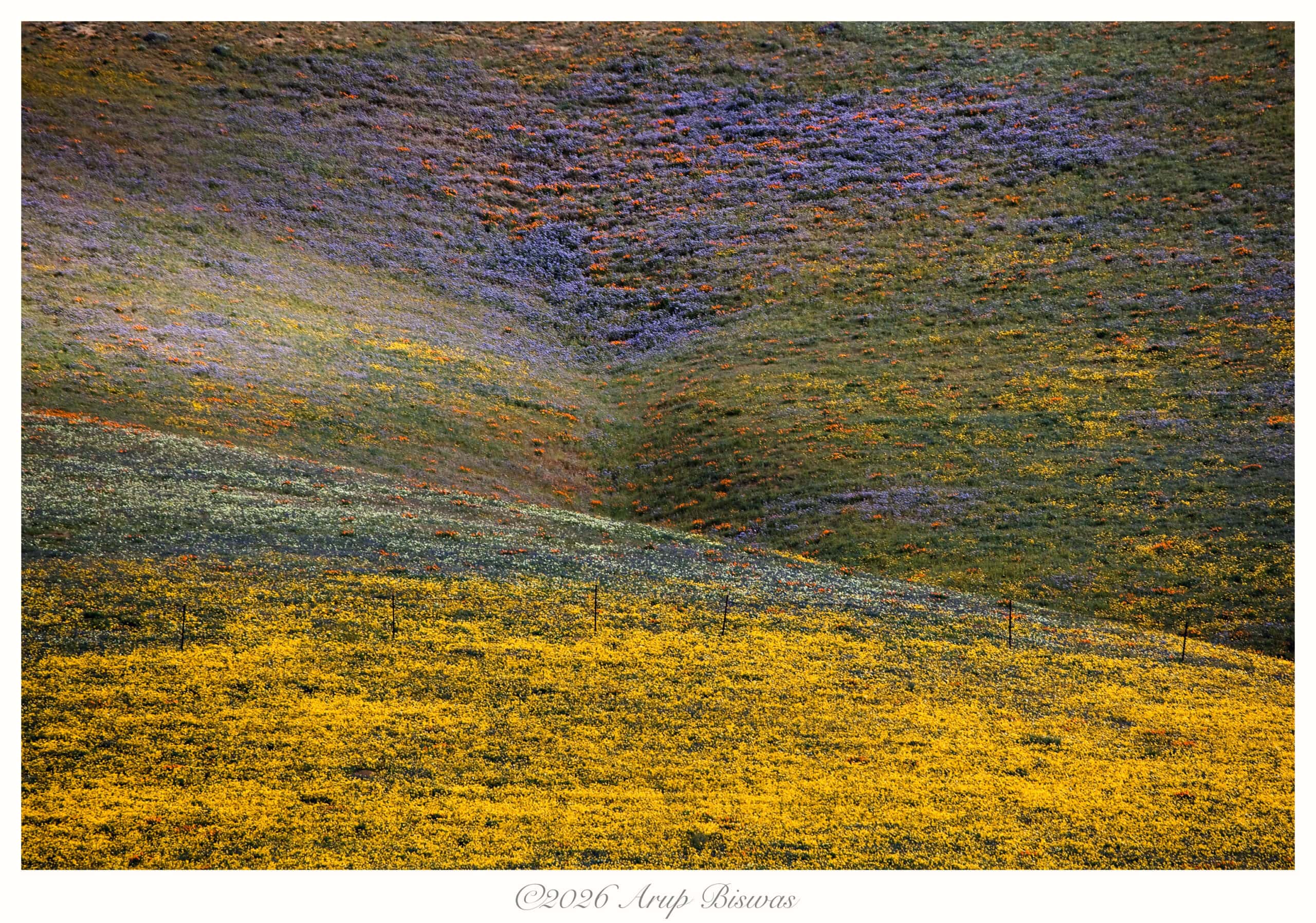 Hills of color, Gorman Hills, California