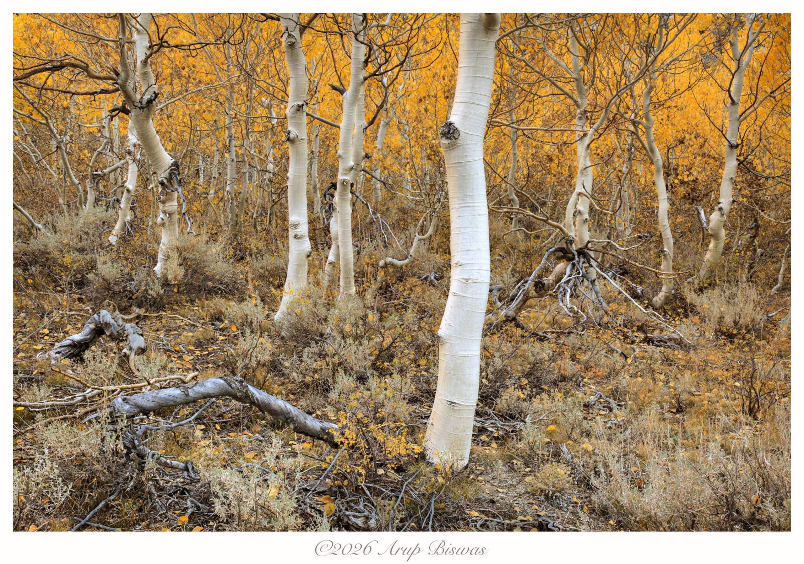 Aspen Forest Floor, Eastern Sierras