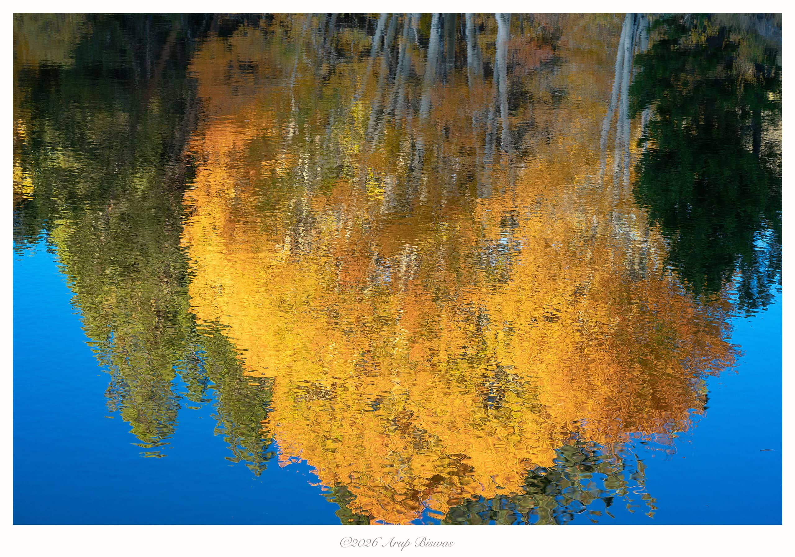 Aspen Reflections, Eastern Sierras