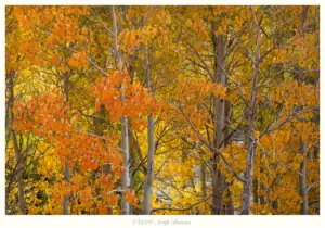 Aspens, McGee Creek, Eastern Sierras