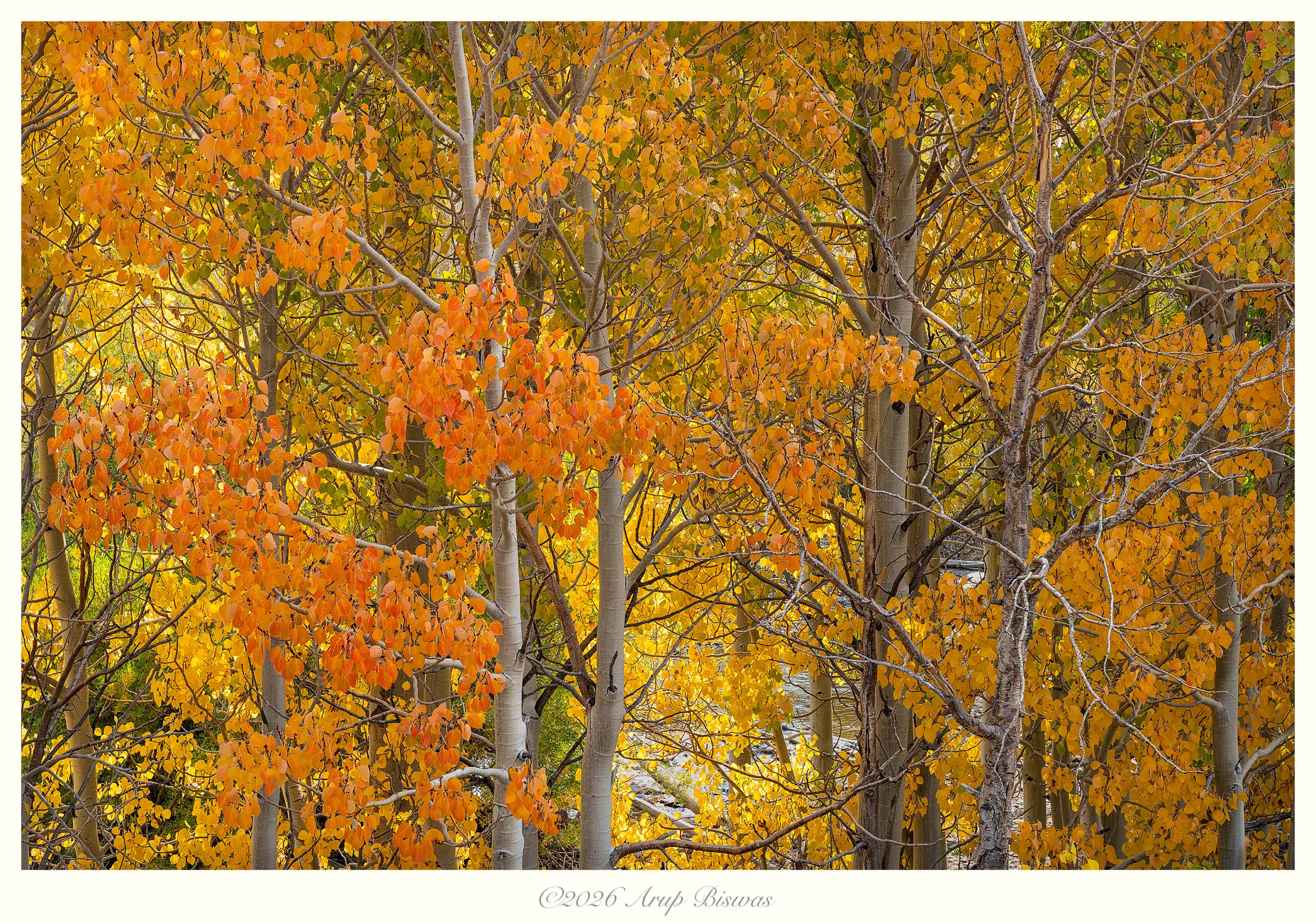 Aspens, McGee Creek, Eastern Sierras