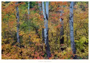 Autumnn Bonanza, Leavenworth, Washington