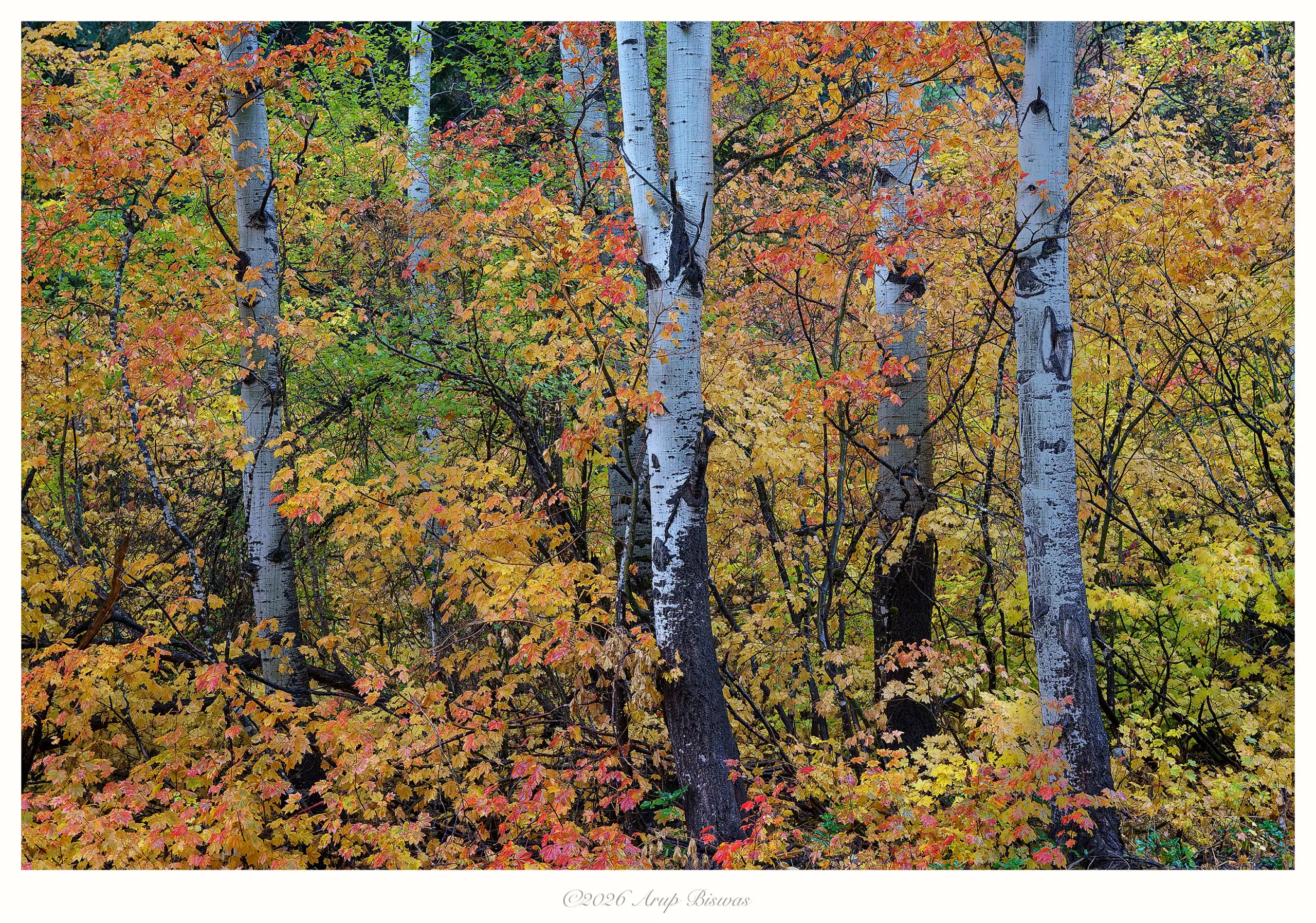 Autumn Bonanza, Leavenworth, Washington