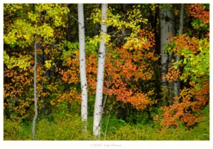 Autumn Symphony, Leavenworth, Washington