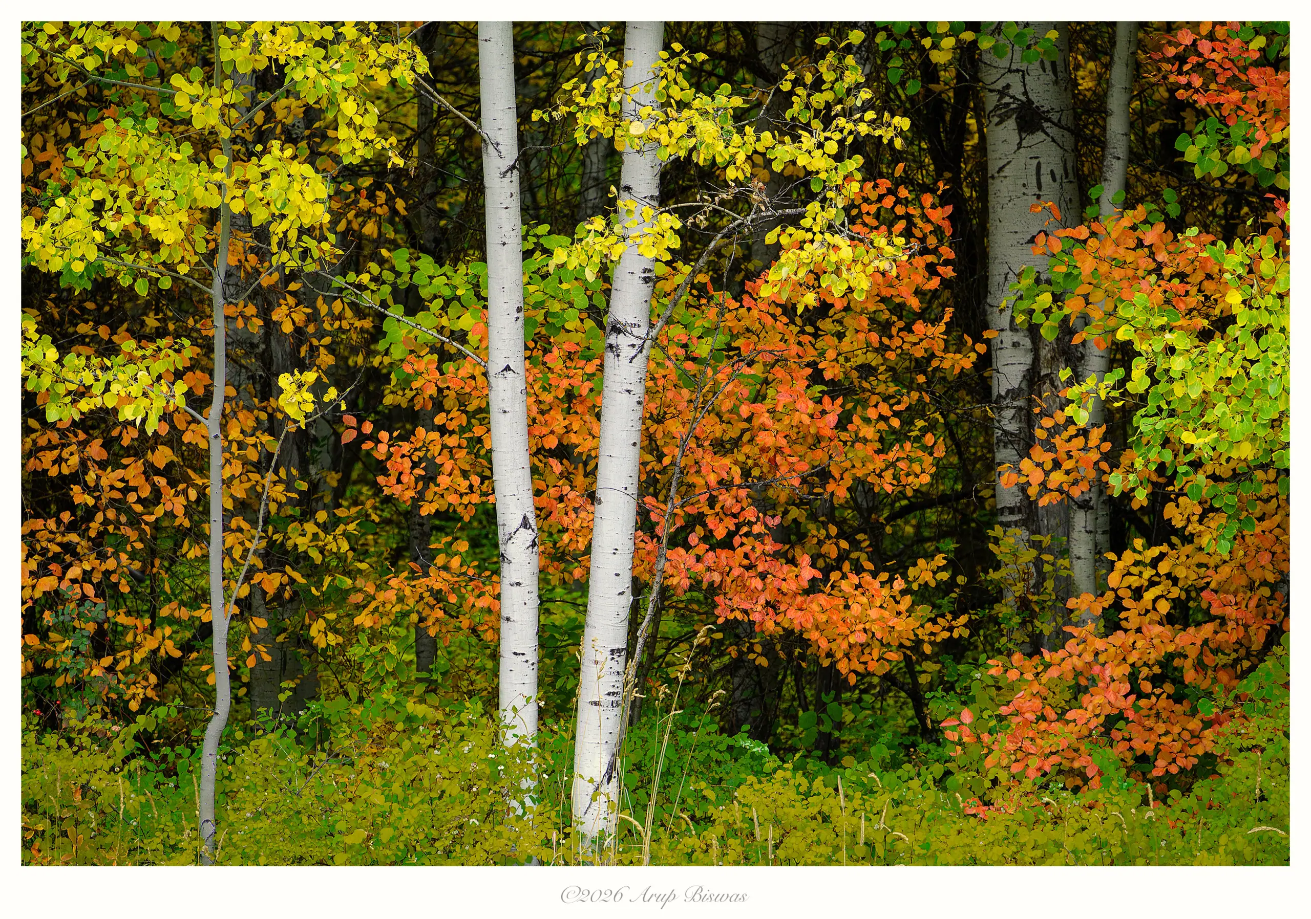 Autumn Symphony, Leavenworth, Washington