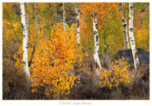 Autumn Symphony, Eastern Sierras