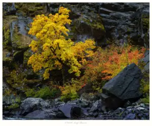 Autumn Tree, Leavenworth, Washington