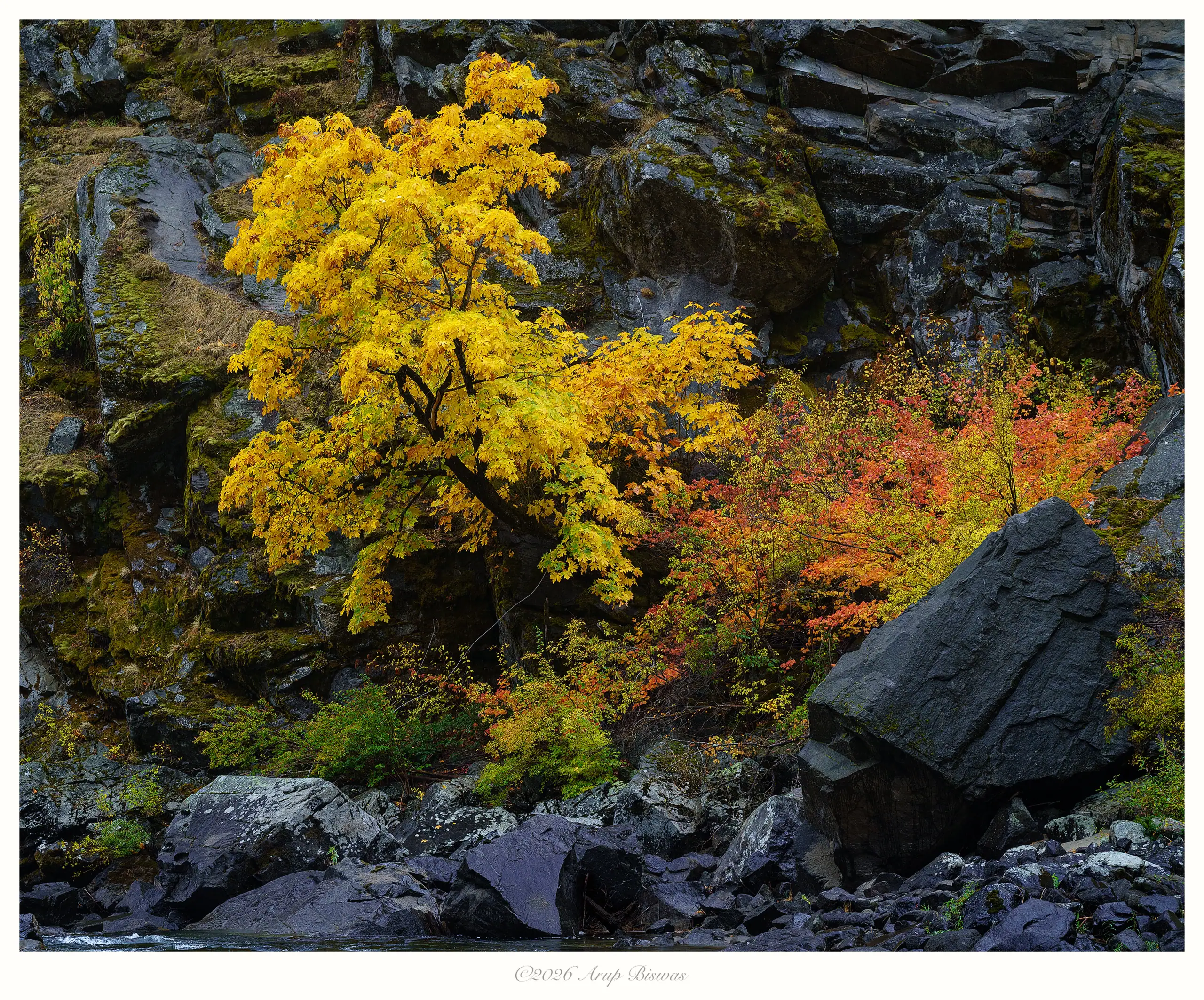 Autumn Tree, Leavenworth, Washington