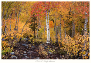 Celebration, Eastern Sierras