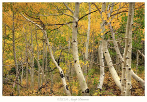 Dancing Aspens, Eastern Sierras