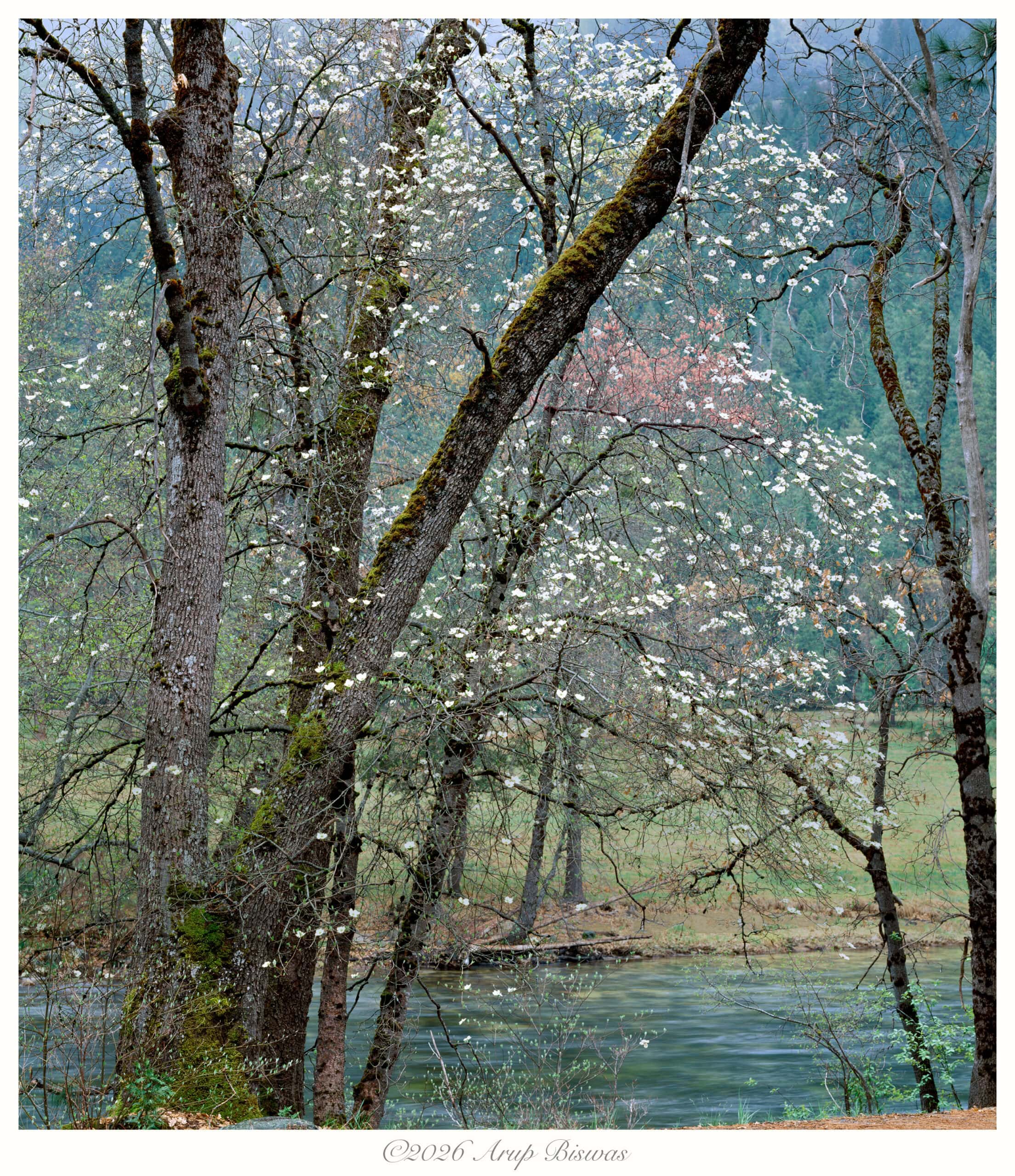 Dogwoods in Fog, Yosemite