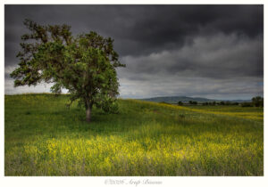 Lone Tree, Mustard Field, California