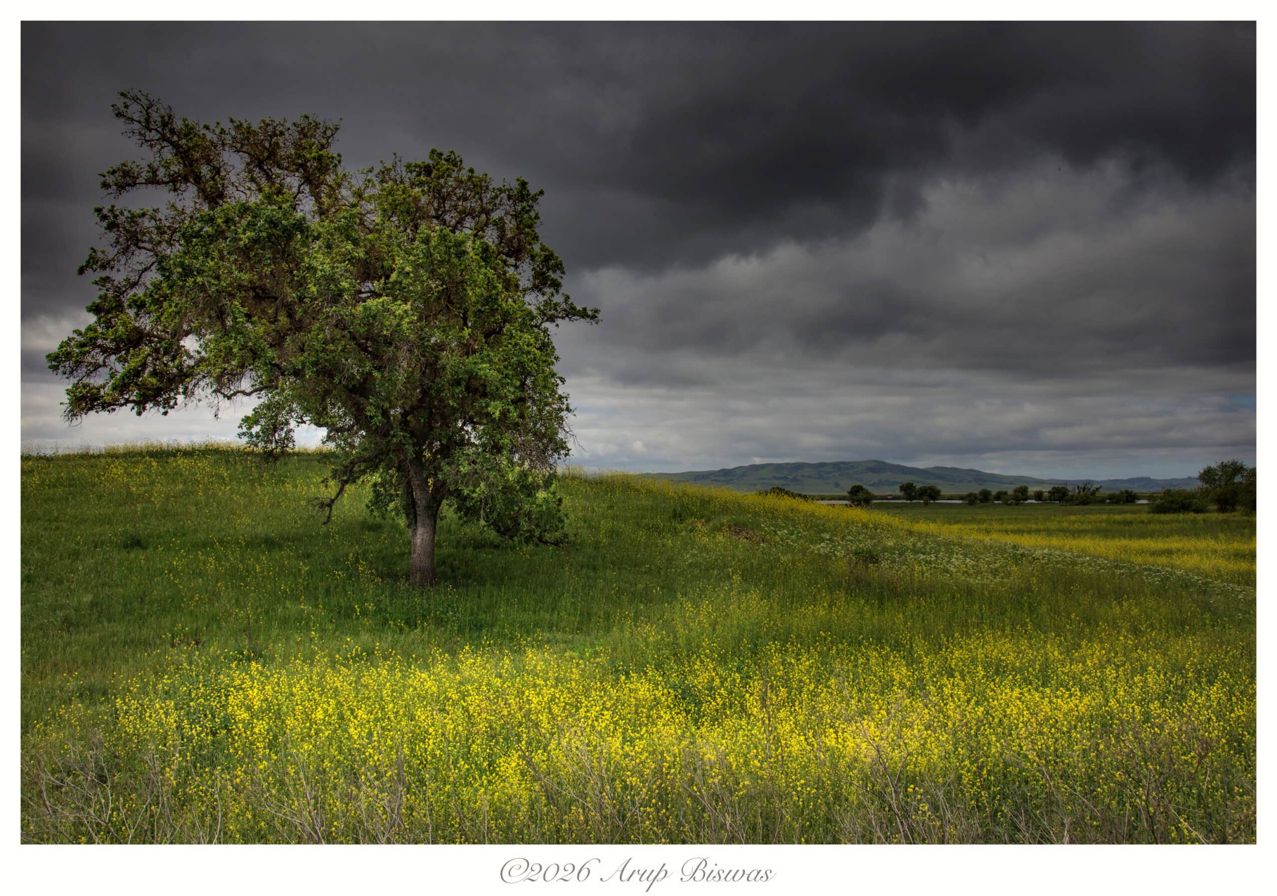 Lone Tree, Mustard Field, California