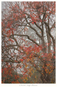 Morning Sonata, Los Gatos, California