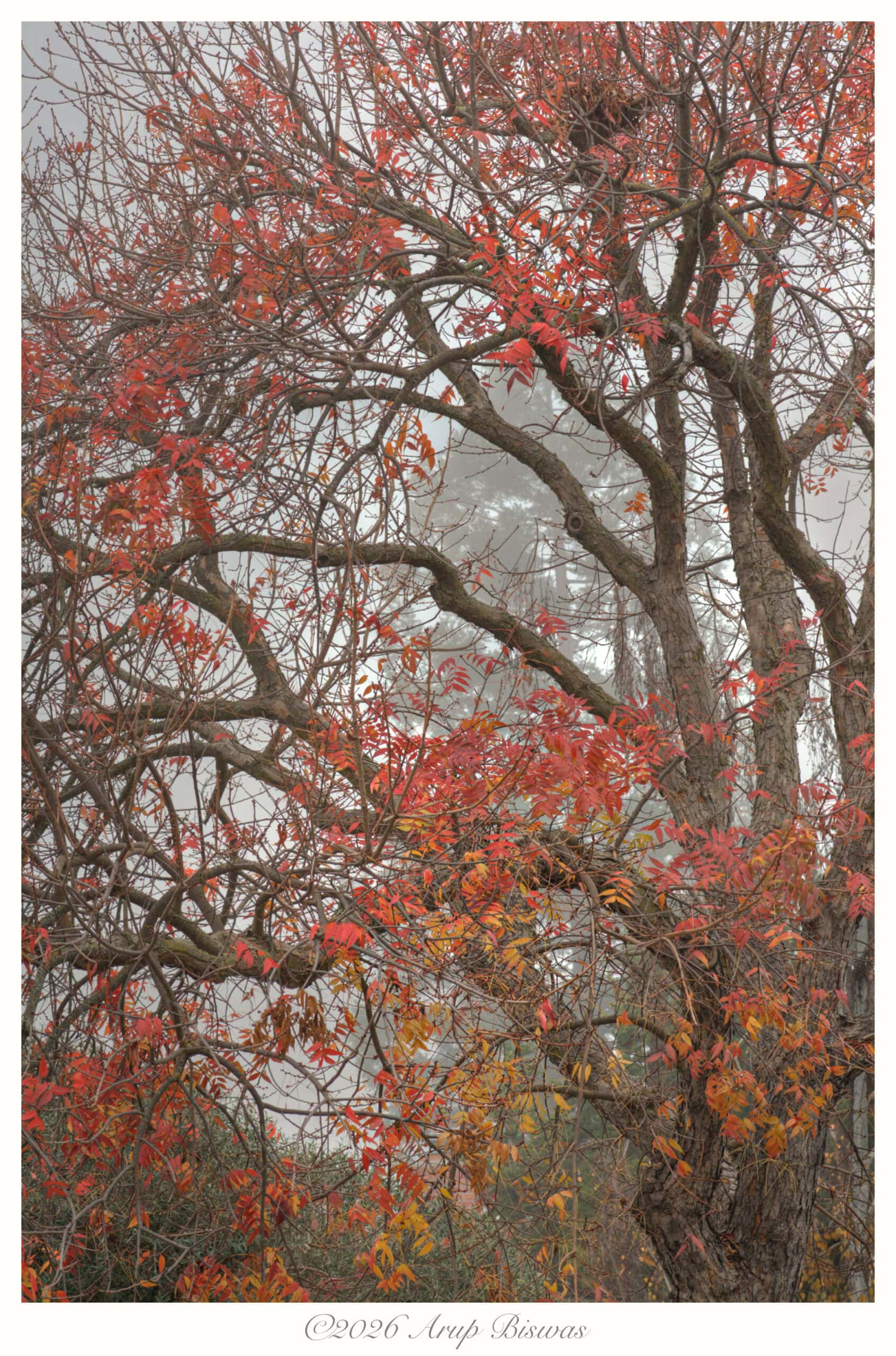 Morning Sonata, Los Gatos, California