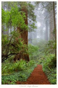 Redwoods in Fog, Redwoods NP