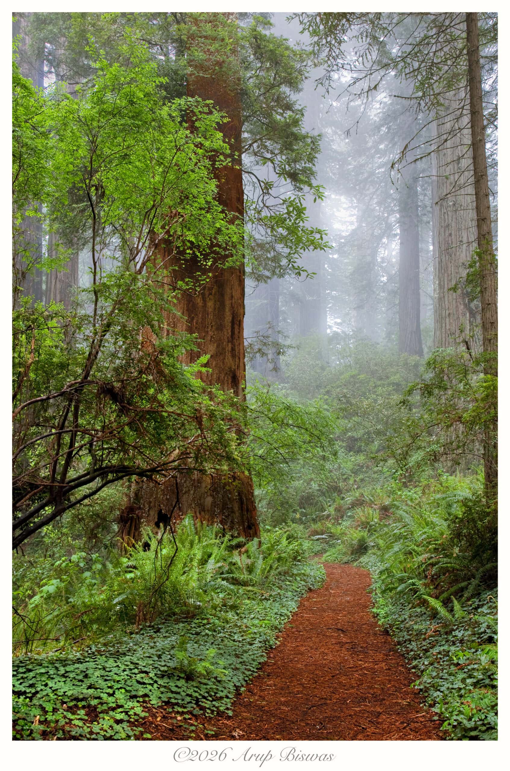 Redwoods in Fog, Redwoods NP