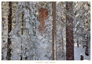 Redwoods in Snow, Kings Canyon NP