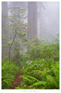 Rhododendrons in Fog