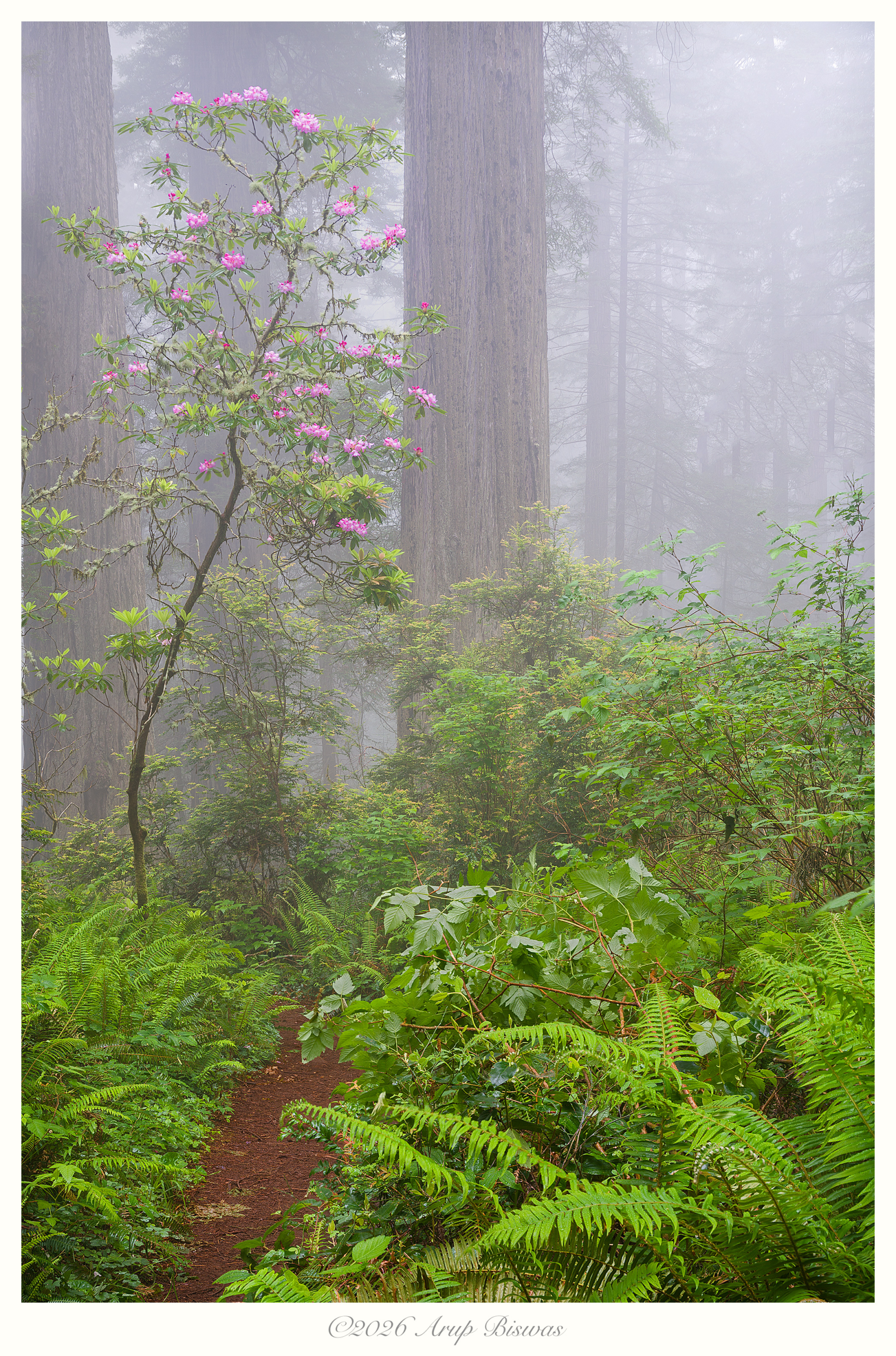 Rhododendrons in Fog, Redwoods NP