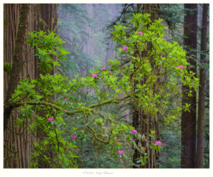 Rhododendrons in Redwood
