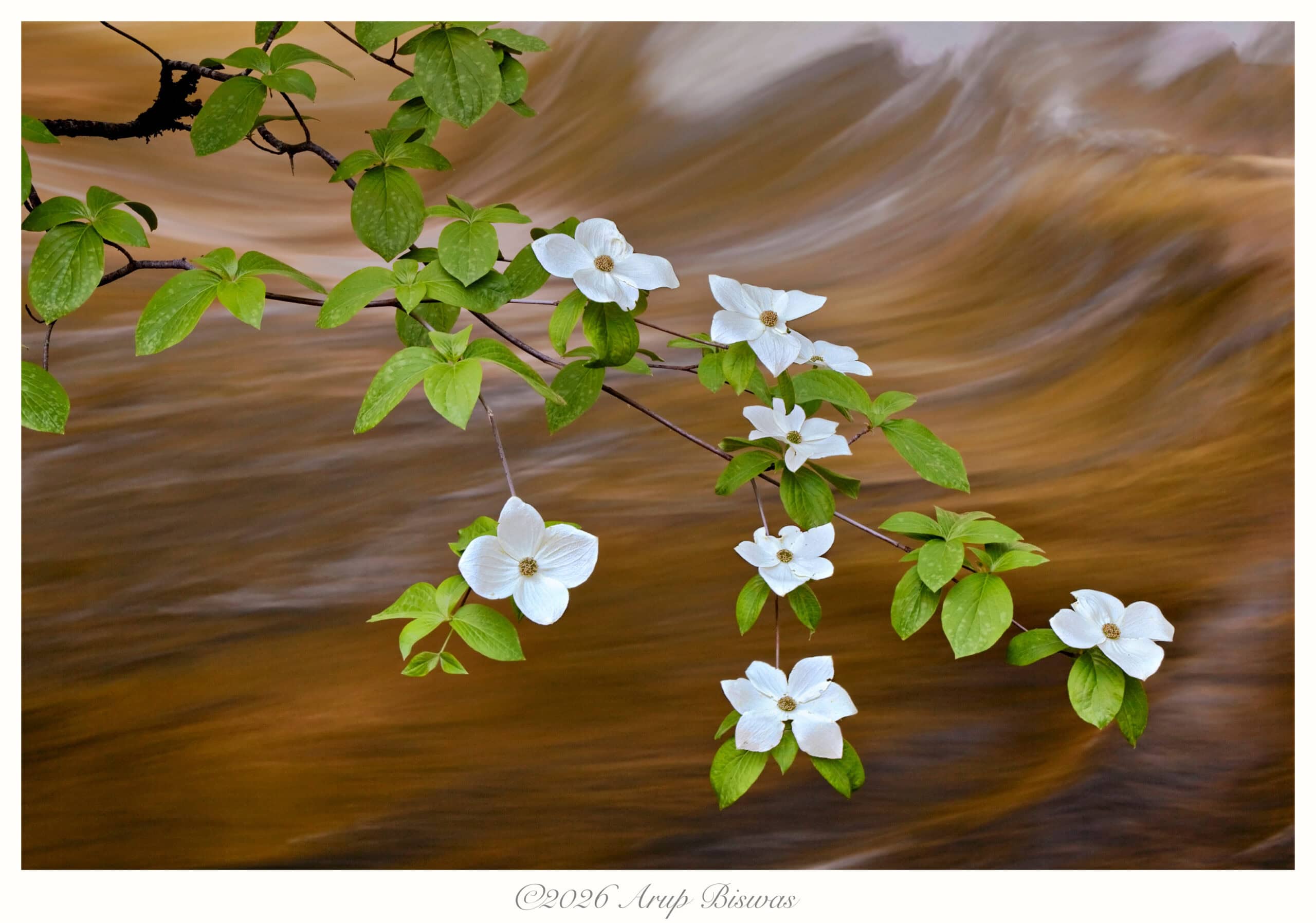 Silence in Motion, Yosemite