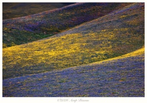 Spring in Motion, Gorman Hills, California