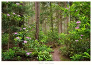 Rhododendron Forest Trail, Whidbey Island, Washington