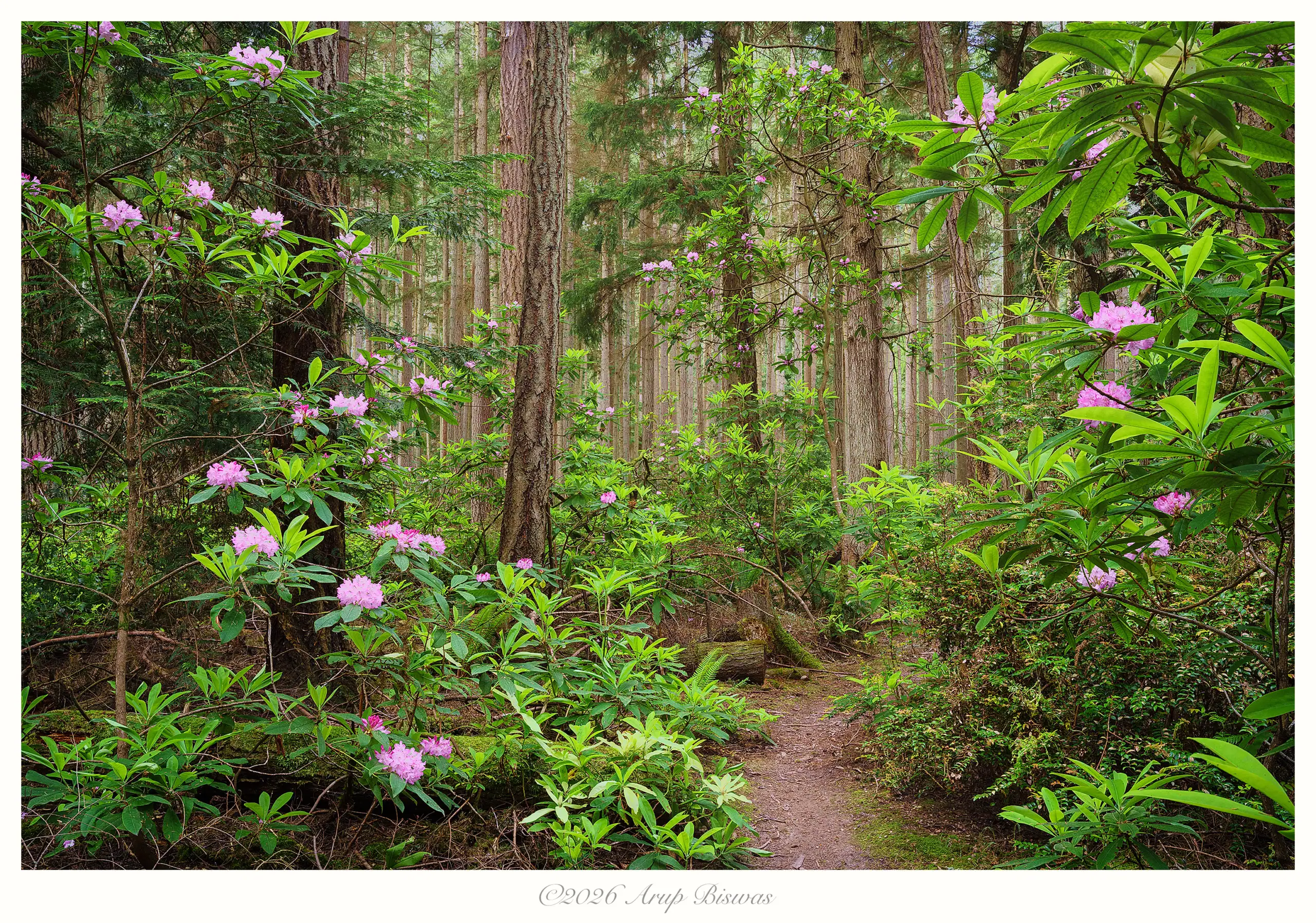Rhododendron Forest Trail, Whidbey Island, Washington