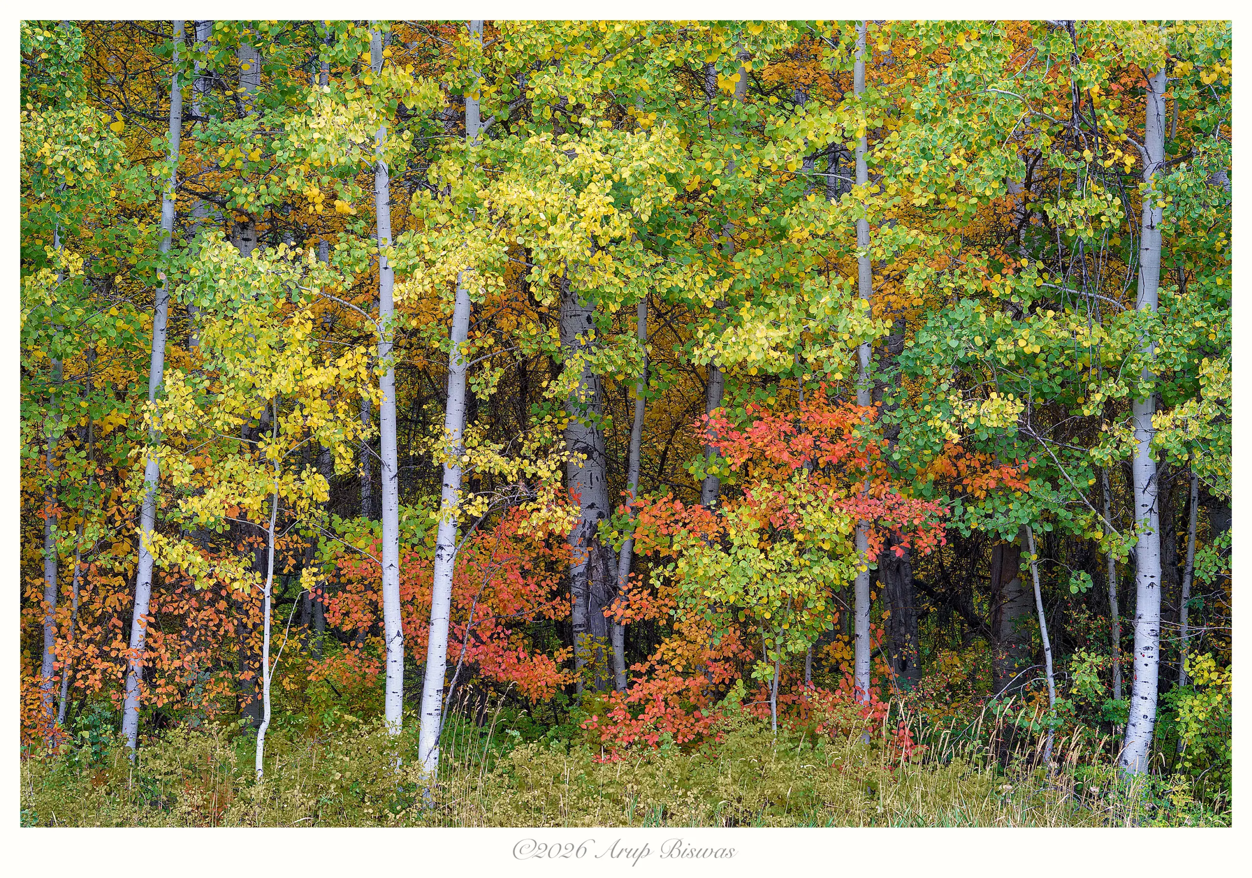 Autumn Melody, Leavenworth, Washington