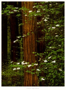 Dogwoods in Redwood, Yosemite