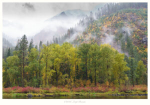Forest Breathes in Silver Mist, Leavenworth, Washington