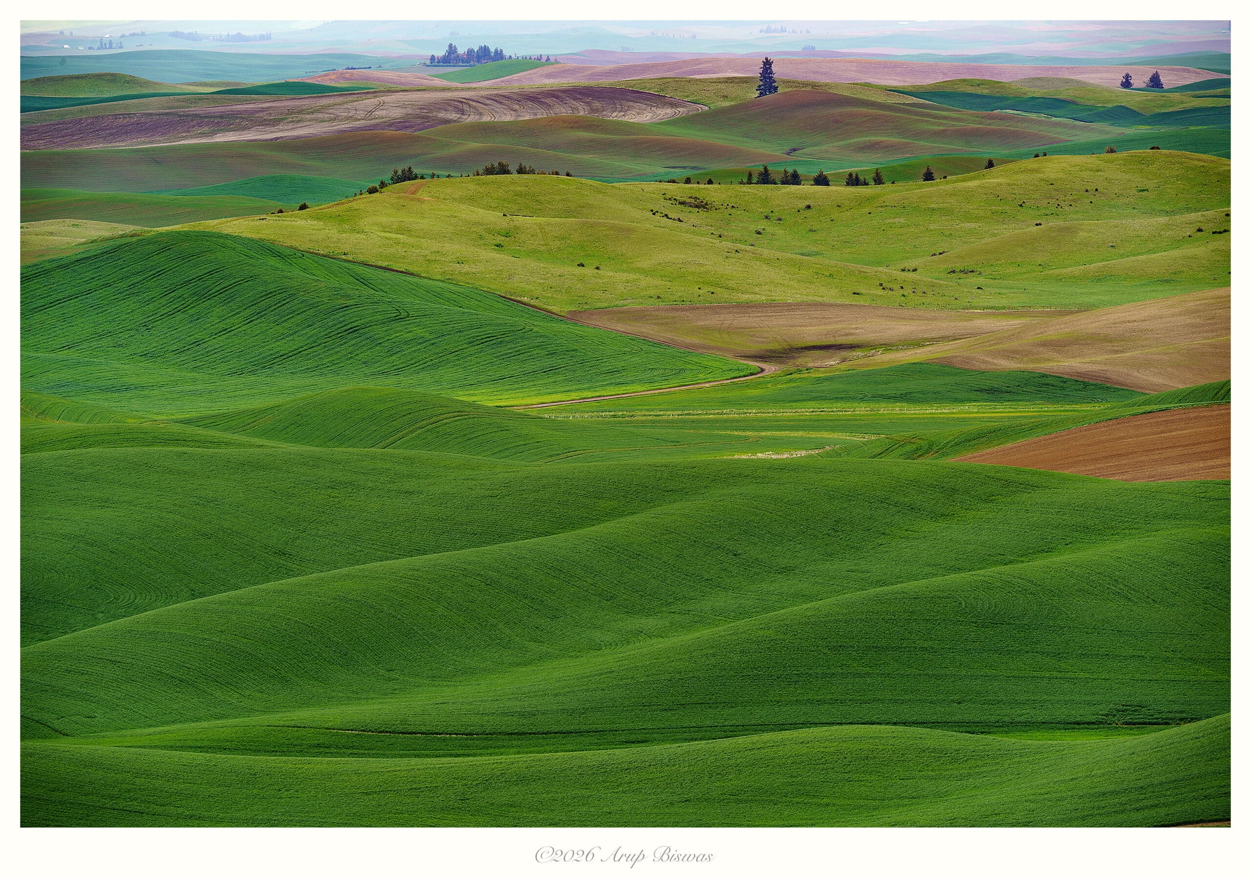 Palouse Dreams, Eastern Washington
