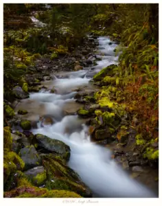 Rainforest Stream, Olympic National Park