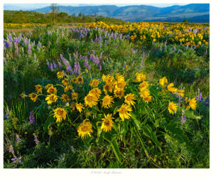 Earth Smiles in Flowers, Rowena Crest, Columbia Gorge