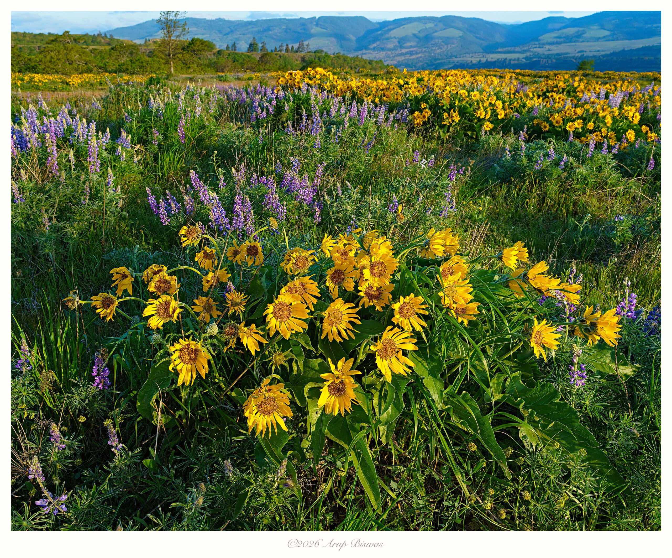 Earth Smiles in Flowers, Rowena Crest, Columbia Gorge