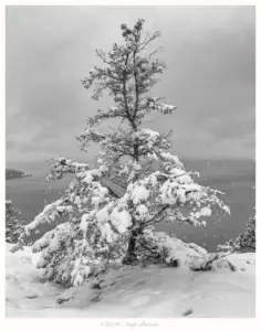 Tree in Snow, Anacortes, Washington