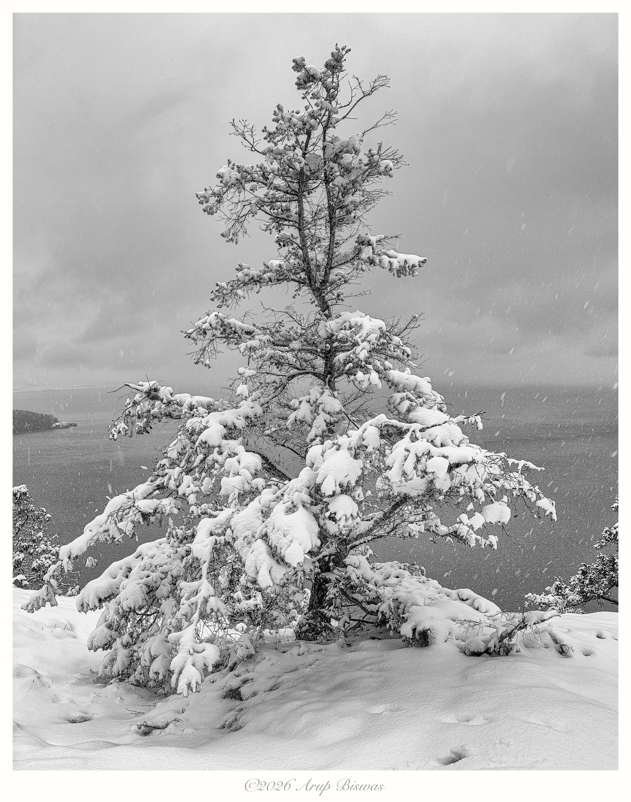 Tree in Snow, Anacortes, Washington