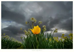Tulip and Daffodils, Skagit Valley, Washington