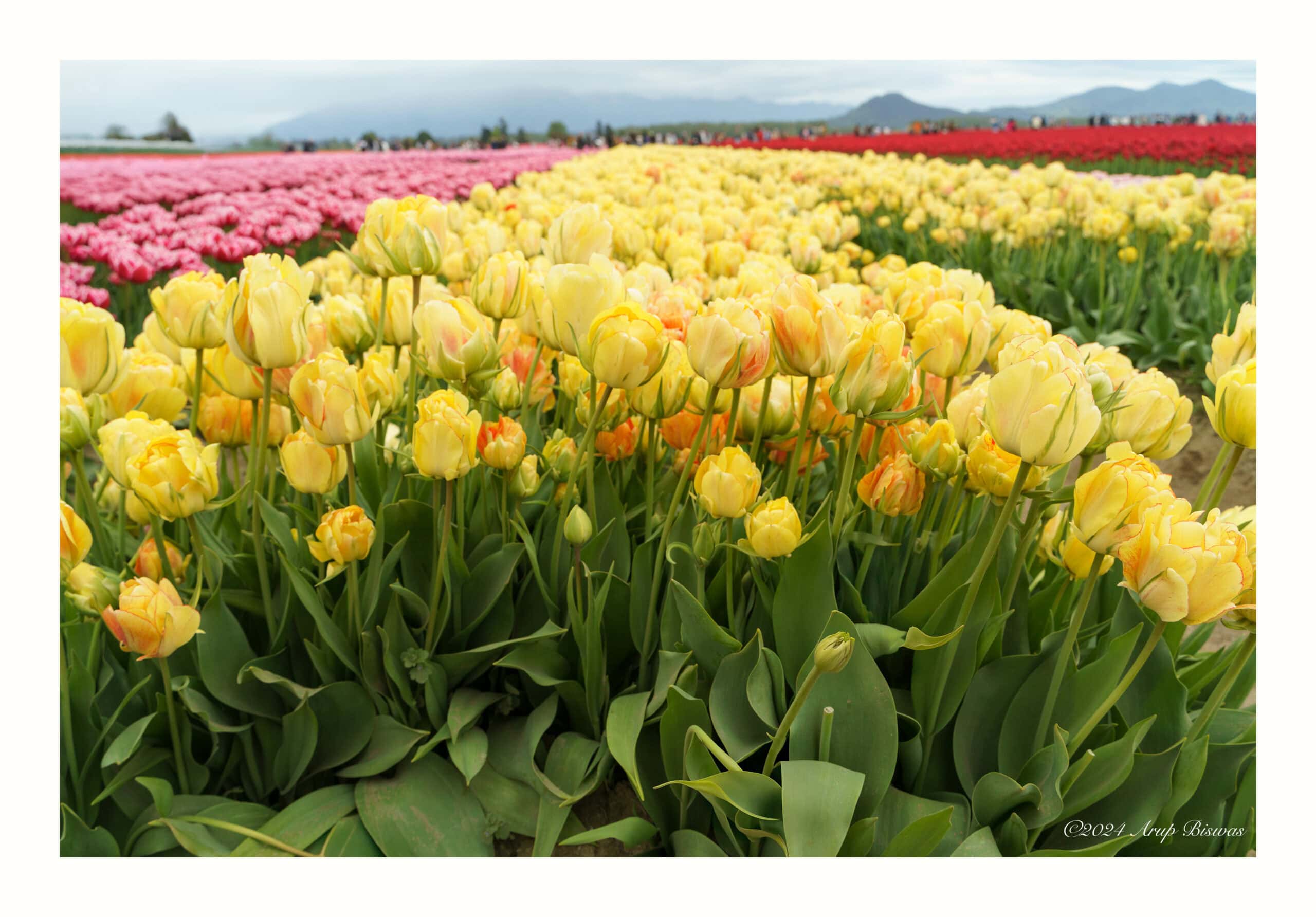 Tulip Dreams, Skagit Valley, Washington