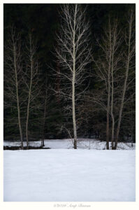 Winter Solitude, Yosemite