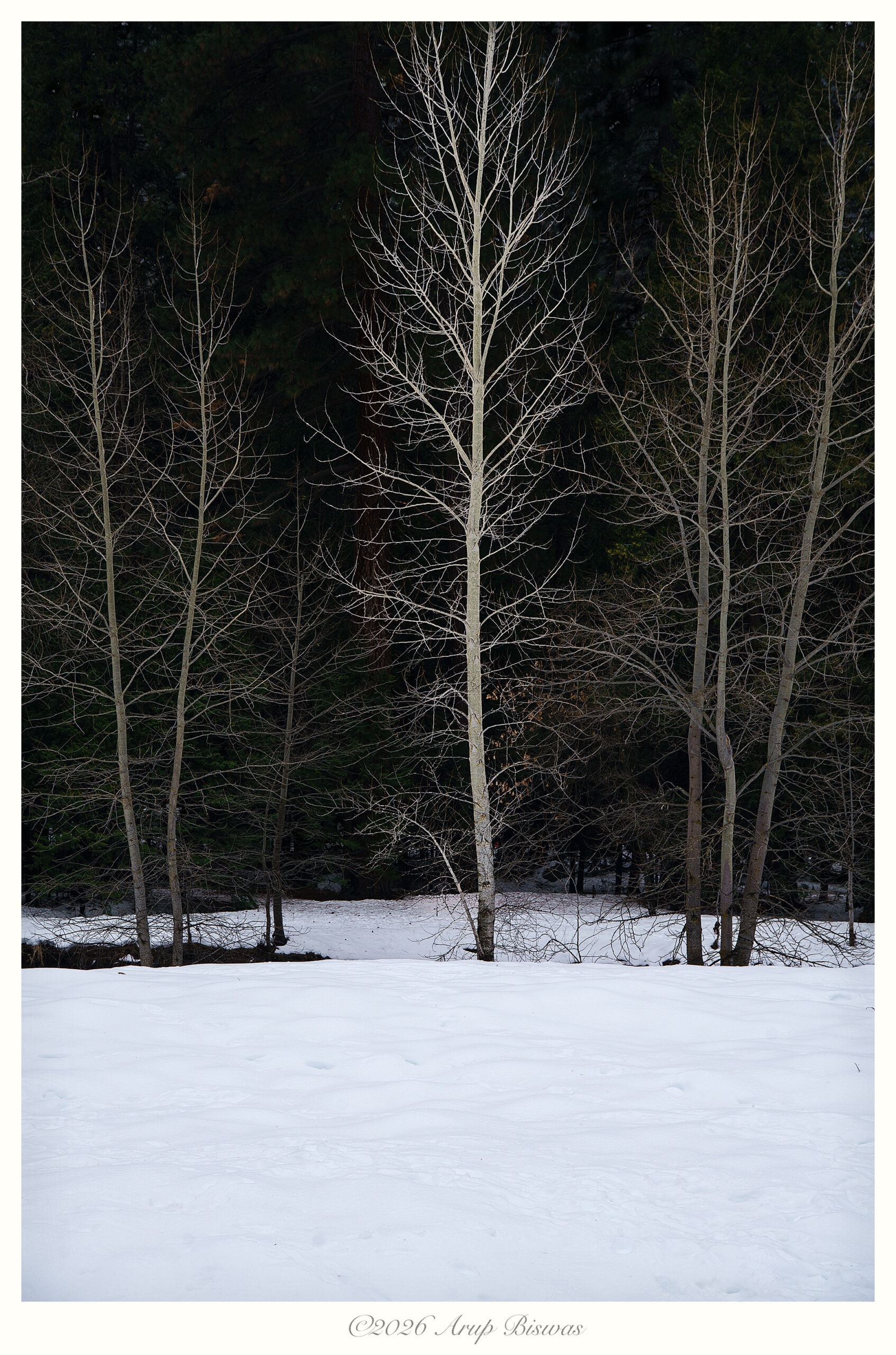 Winter Solitude, Yosemite